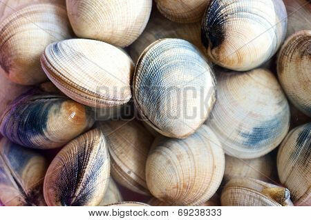Raw Clams